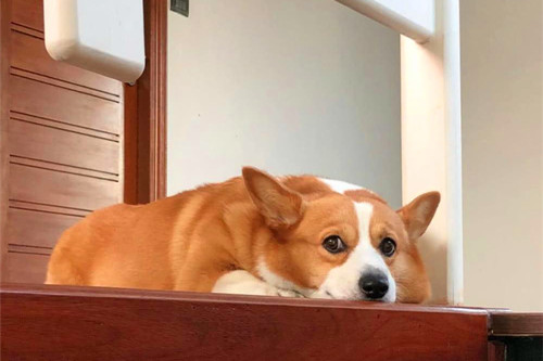 狗狗被毛比较干枯无光是什么原因